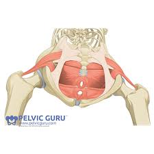 what is the pelvic floor and what does
