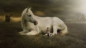 100 white horse wallpapers