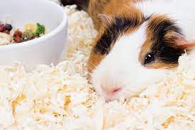 guinea pig bedding best choices for