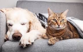 cats vs dogs which is better for your