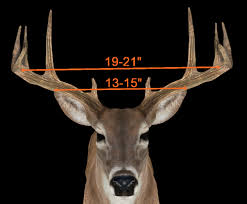60 Elegant The Best Of Whitetail Deer Aging Chart Home