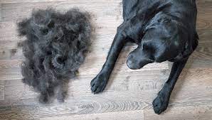 diffe types of pet hair loss part ii