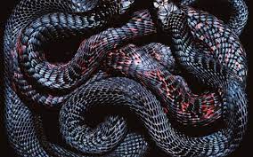 Snake Phone Wallpapers - Top Free Snake ...