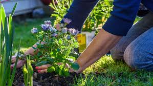Annual Flowers To Plant In Your Garden