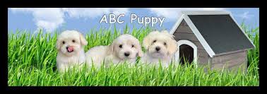 See more ideas about maltipoo, puppies, maltipoo puppy. How To Take Care Of Maltipoo Puppies Effectively Abcpuppy Over Blog Com