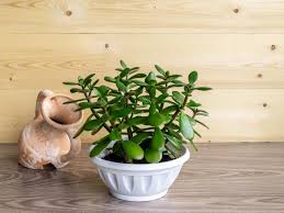 If grown in a jade plants are popular as bonsai species as they grow naturally into one, particularly if grown in a. Jade Plant Care And Maintenance Hgtv