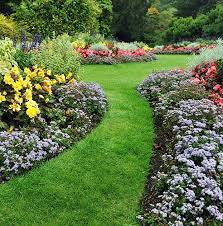 how to plant bedding plants