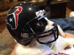 Image result for cat in football uniform
