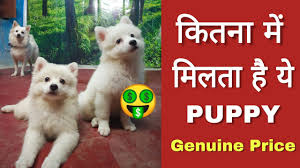 pomeranian dog in india