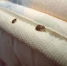 Bed Bugs In Your Hostel Room