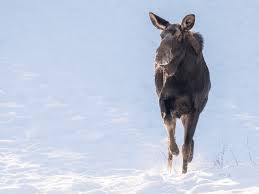 Vermont Moose Saved After Hoof Stuck on Railroad Tracks