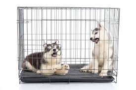 Why Puppies In Their Crate At