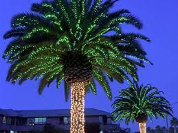 Lighted Palms Palm Tree