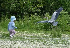 The Child and the Heron | Not sure if it was a boy or a girl… | Flickr