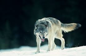 what adaptations do wolves have