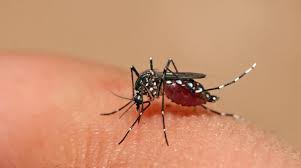Resultado de imagen para aumento de casos de dengue