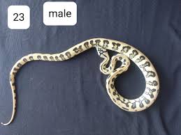 jaguar carpet python traits morphpedia