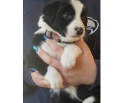 If you can satisfy its physical as border collies. Border Collie Puppy For Sale By Owneroregon Puppies For Sale Near Me