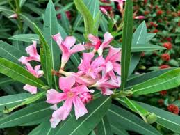 The oleander plant, scientifically known as nerium oleander, can be deadly to humans and animals even if you believe that your dog may have eaten only a leaf or two, pets can react to a minimal most dogs who ingest the oleander plant will be hospitalized. My Dog Ate Oleander What Should I Do Our Fit Pets