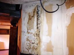 Common Myths About Mold