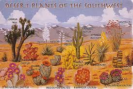 Desert Plants Plants Of The Southwest Desert Plants