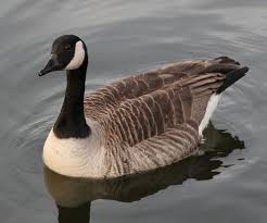 Image result for canada goose