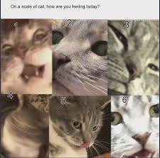Ask bvlladonna a question #how are you feeling today? On A Scale Of Cat Cats Funny Cats Memes