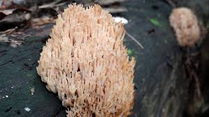 Характеристики гриба