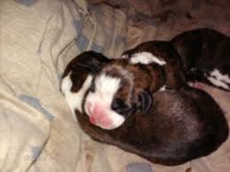 Subscribe to the get indianapolis pets newsletter. Boxer Puppies In Indiana