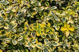 evergreen shrubs that are perfect for shade