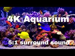 4k aquarium screensaver for tv