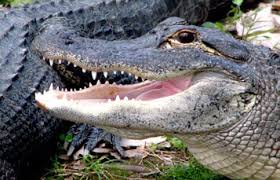 See Alligators, Snakes & Reptiles | Busch Gardens Tampa Bay