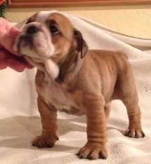 How do you say my puppies size is in spanish? English Spanish Champion Sired Bulldogs Puppies Herne Bay Kent Pets4homes