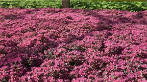 sedum rose carpet full of busy bees