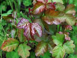 identifying poison ivy poison oak and