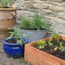 container garden veg patch experience