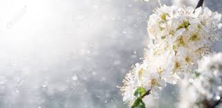 Spring Rain In The Garden. White Flowers Of Cherry Plum In The Rain On A Spring Day. Soft Focus And Shallow DOF Stock Photo, Picture And Royalty Free Image. Image 100542350.