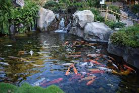 Best Koi Pond Filters For 2021