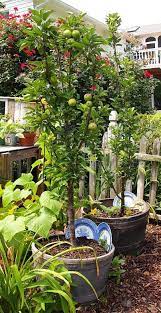 Grow An Apple Tree In A Container