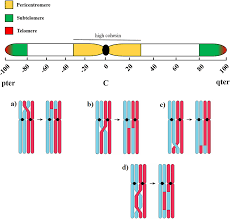 diagram depicting meiotic crossovers in