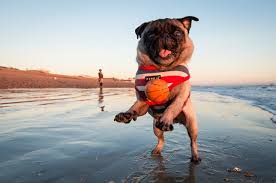 top dog friendly beaches in south wales