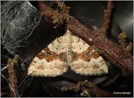 irish moths silver ground carpet