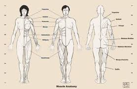 Select a human anatomy system to begin. Human Anatomy On Drawing Tutorials Deviantart