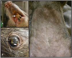 Meaning of monkeypox in english. Plos Neglected Tropical Diseases Further Assessment Of Monkeypox Virus Infection In Gambian Pouched Rats Cricetomys Gambianus Using In Vivo Bioluminescent Imaging