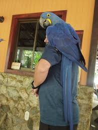 hyacinth macaw baby picture of ave