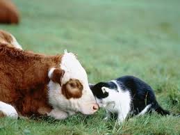 It also invites experienced yogis to. Cats And Cows Cow Cat Animals Animals Friendship