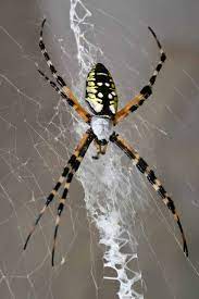orb weaving spiders make patterned webs