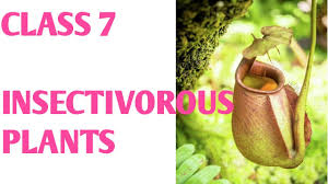 insectivorous plants eating insects