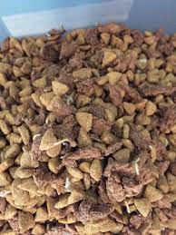 common bugs in dog food what to do