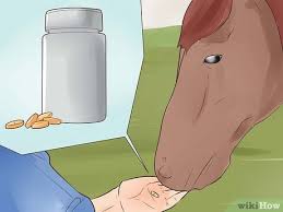 treat stomach ulcers in horses